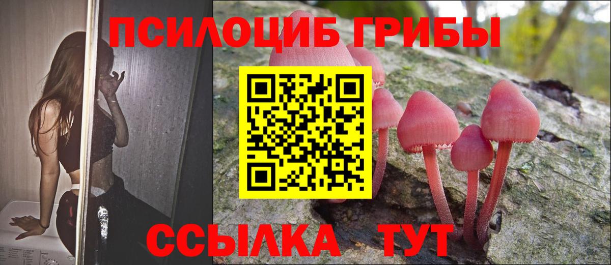 Галлюциногенные грибы Psilocybe Елабуга